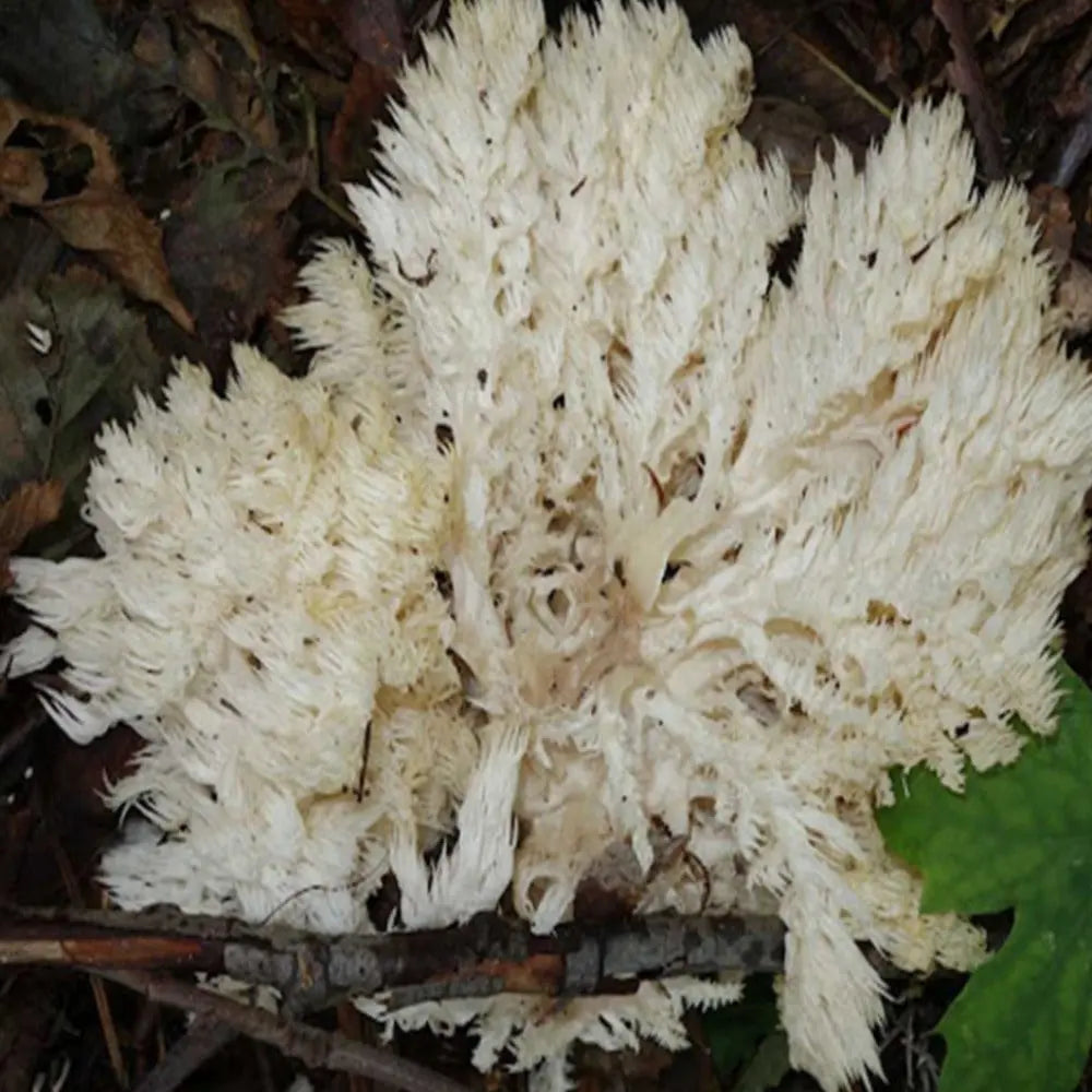 Conifer Coral Mushroom  Mycotopia