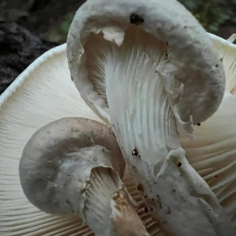 Veiled Oyster.  Mycotopia