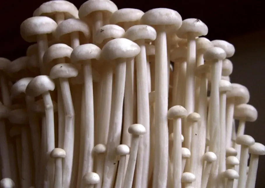 Enoki (white) Mushroom  Mycotopia