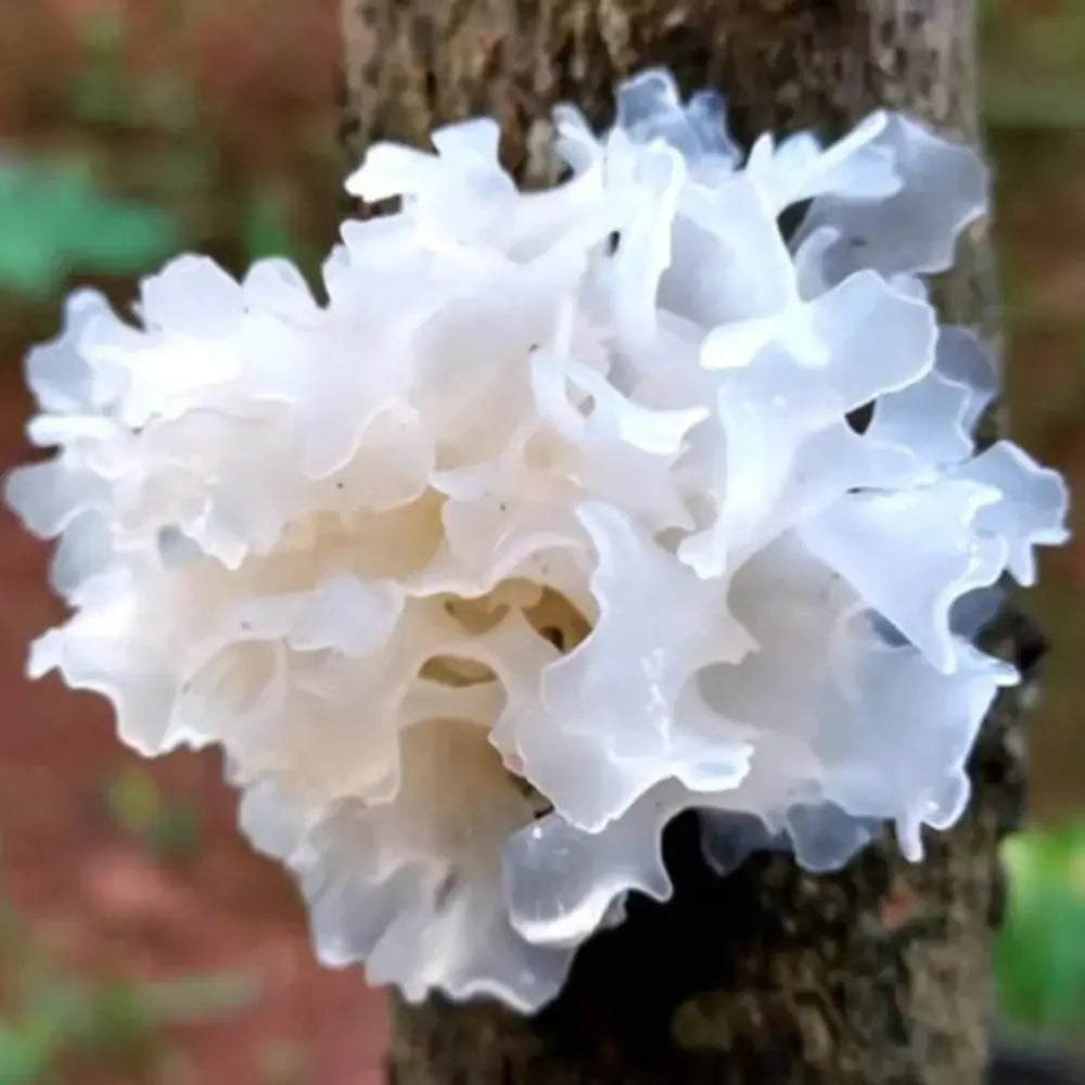 Snow Fungus Mushroom  Mycotopia