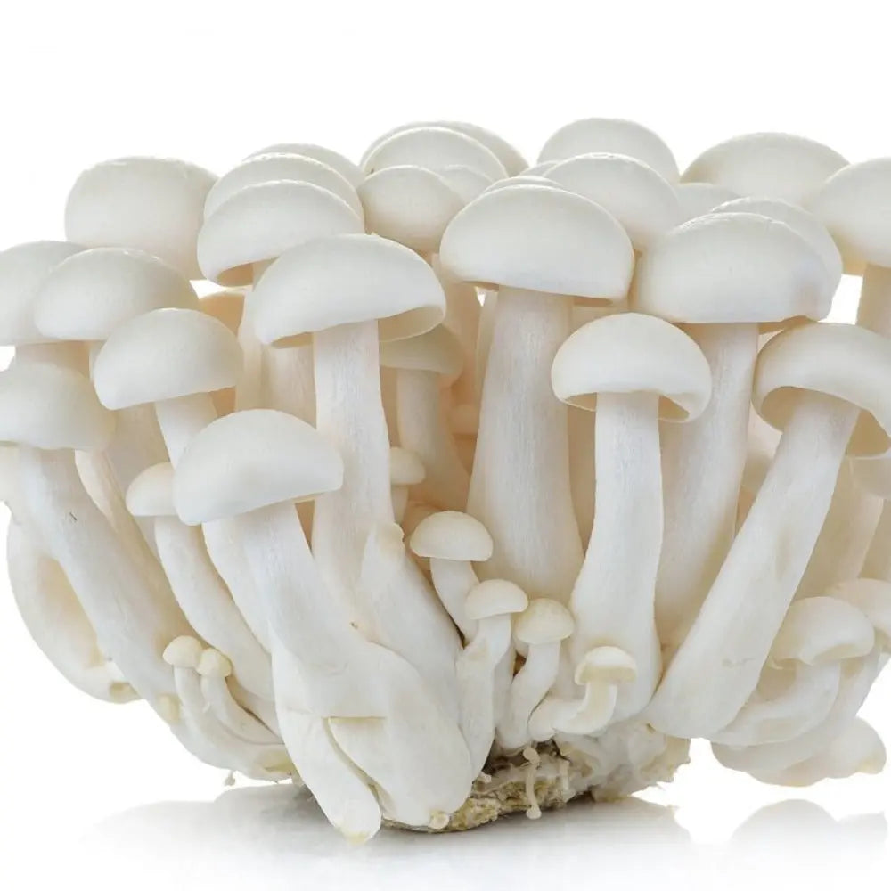 White Beech Shimeji Mushroom.  Mycotopia