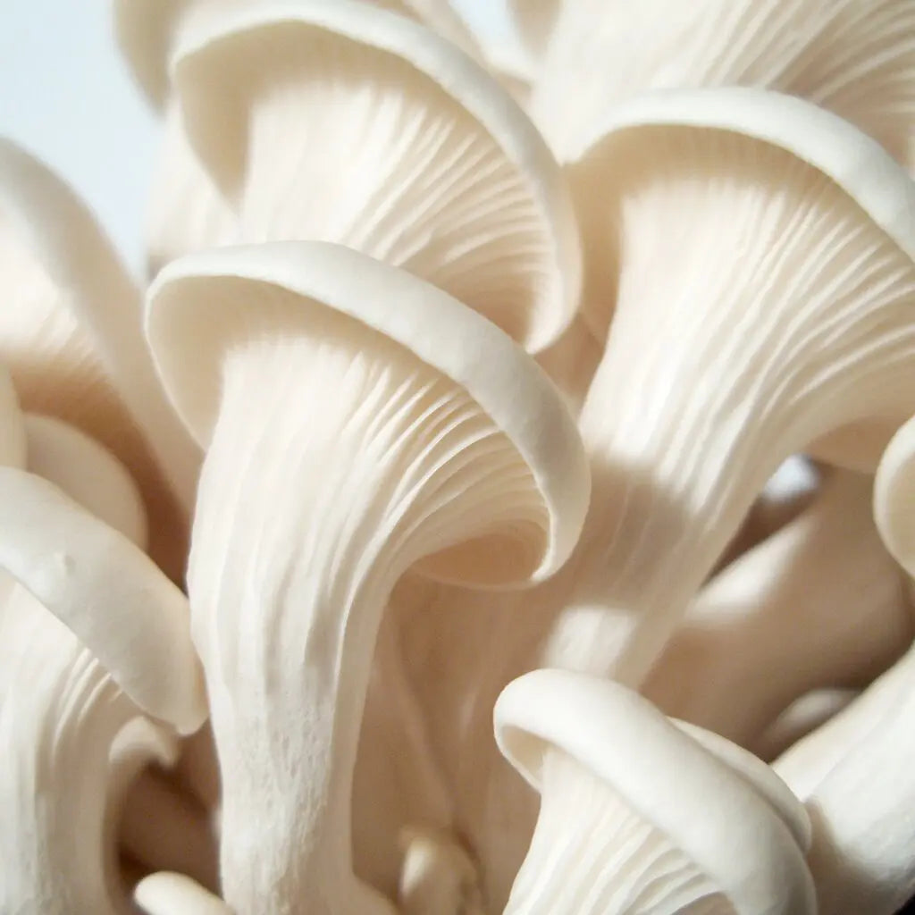 White Elm Oyster Mushroom  Mycotopia