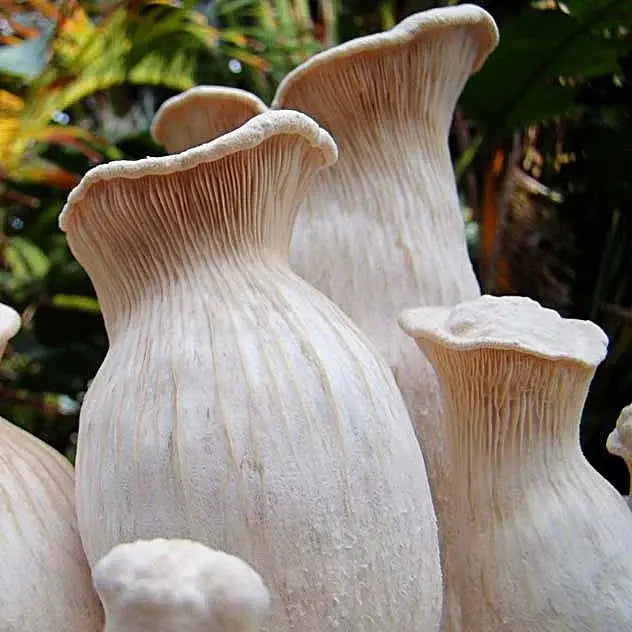 White Ferula Mushroom.  Mycotopia