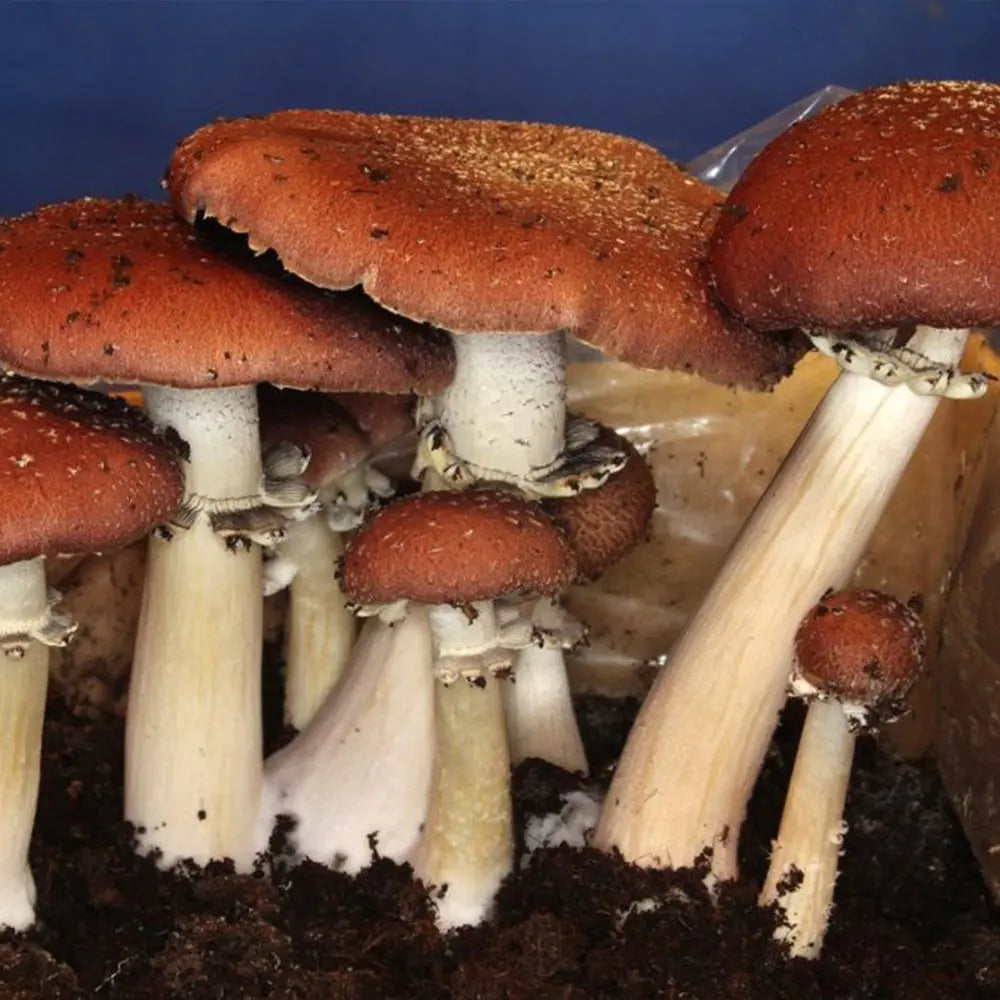 Wine Cap Mushroom  Mycotopia