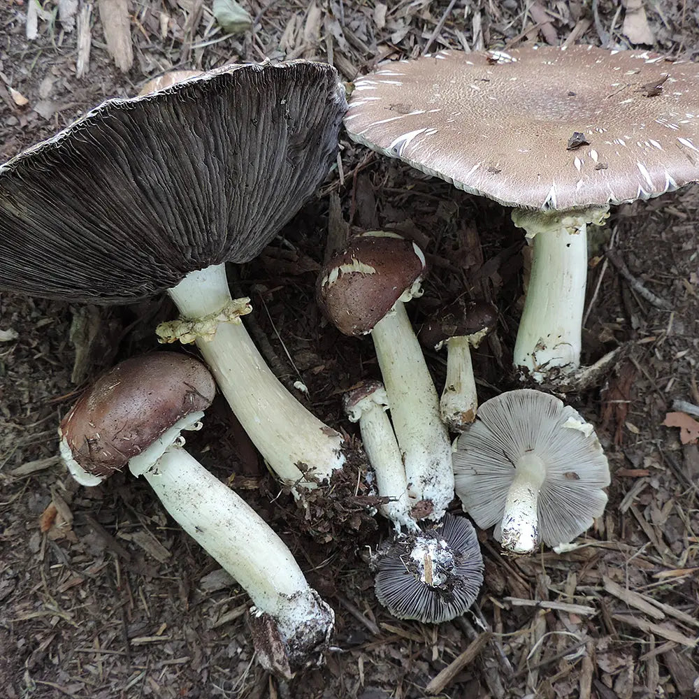 Wine Cap Mushroom  Mycotopia