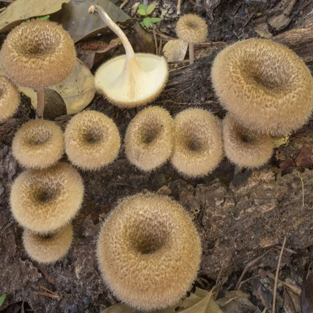 Fringed Sawgill Mushroom.  Mycotopia