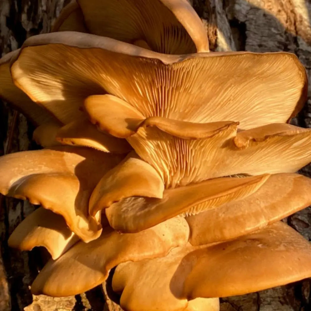 Winter Oyster Mushroom.  Mycotopia