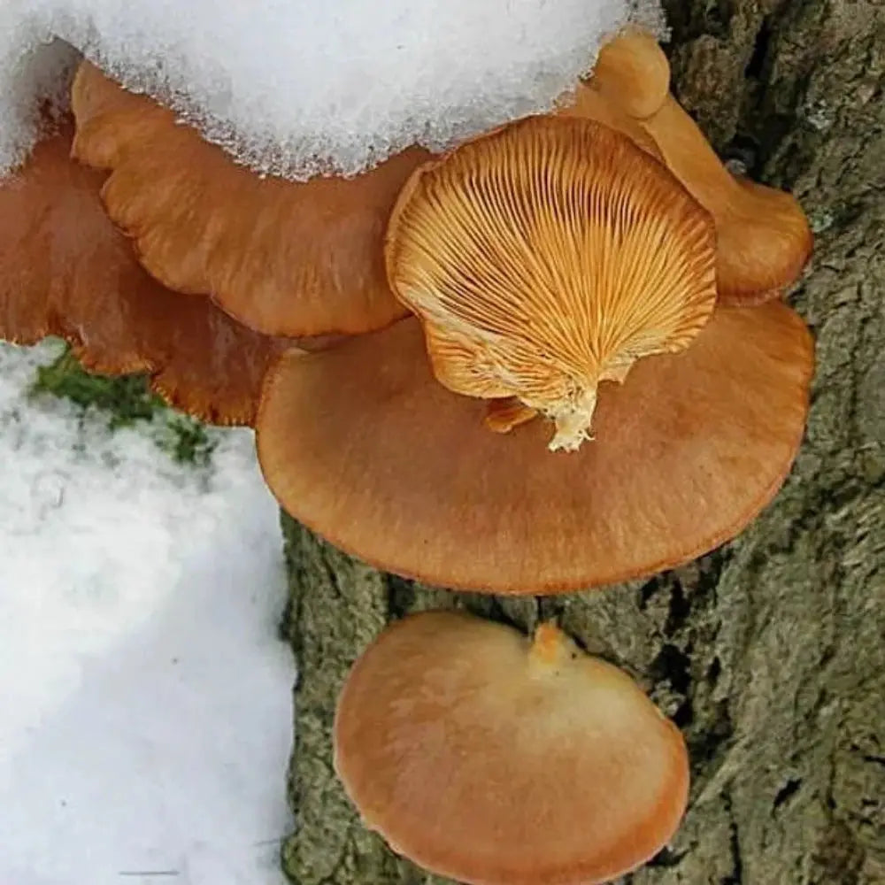 Winter Oyster Mushroom.  Mycotopia