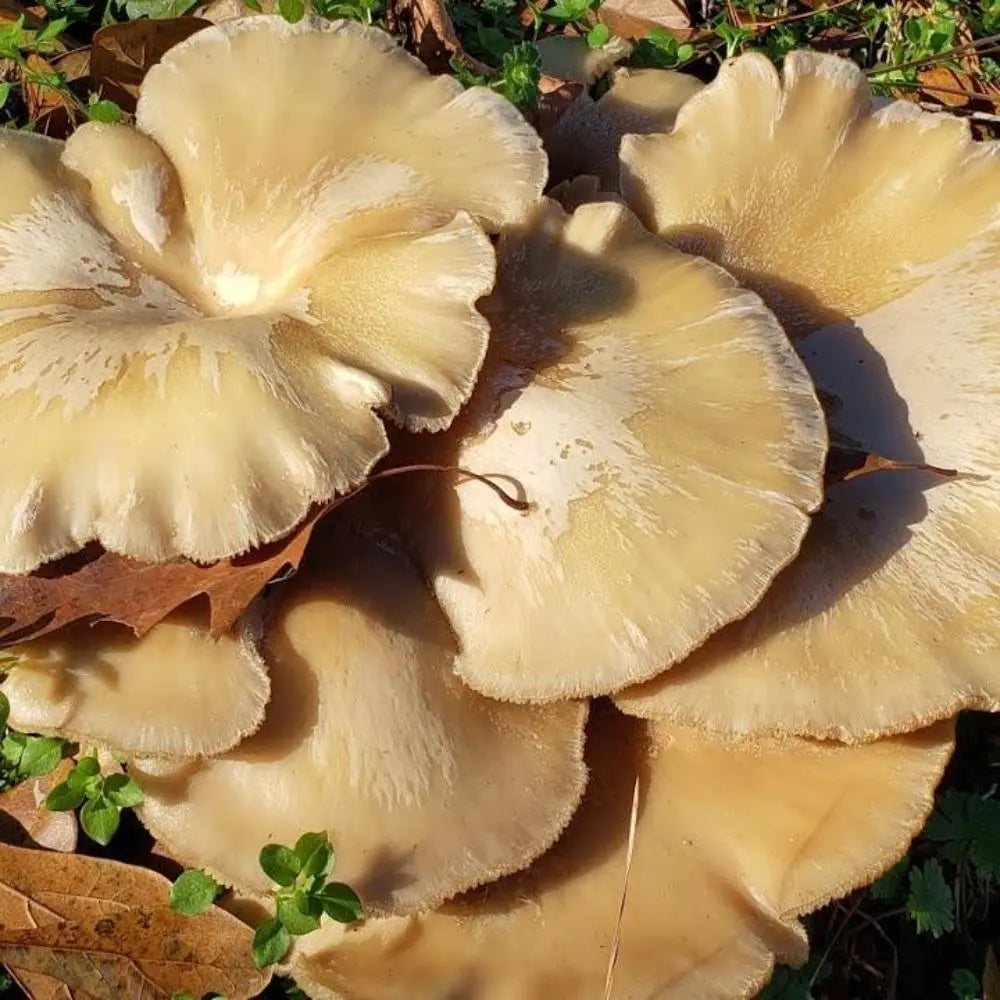 Winter Oyster Mushroom.  Mycotopia