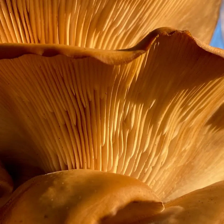 Winter Oyster Mushroom.  Mycotopia