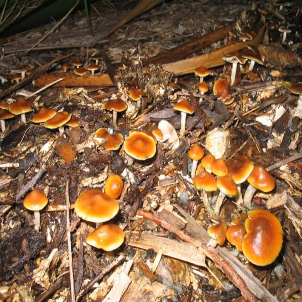 Wollongong Mushroom  Mycotopia