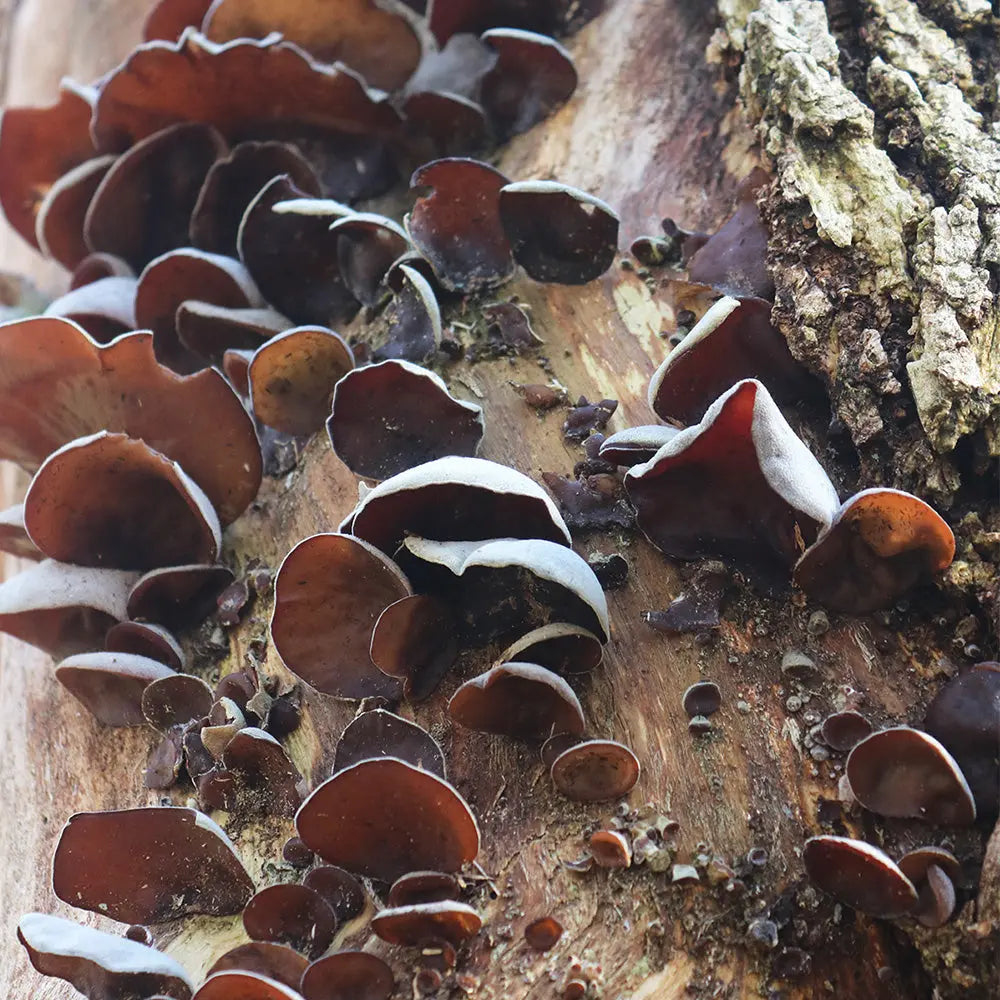 Wood Ear Mushroom  Mycotopia