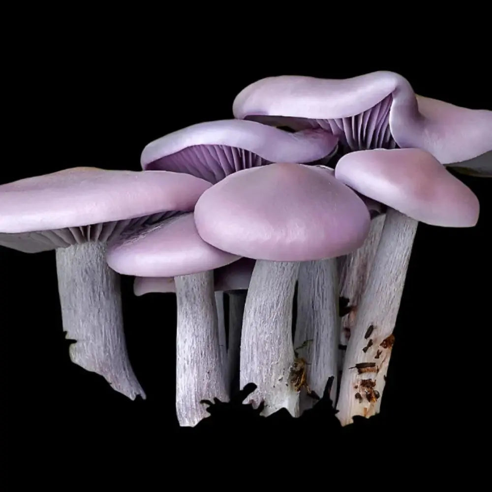 Wood Blewit Mushroom.  Mycotopia