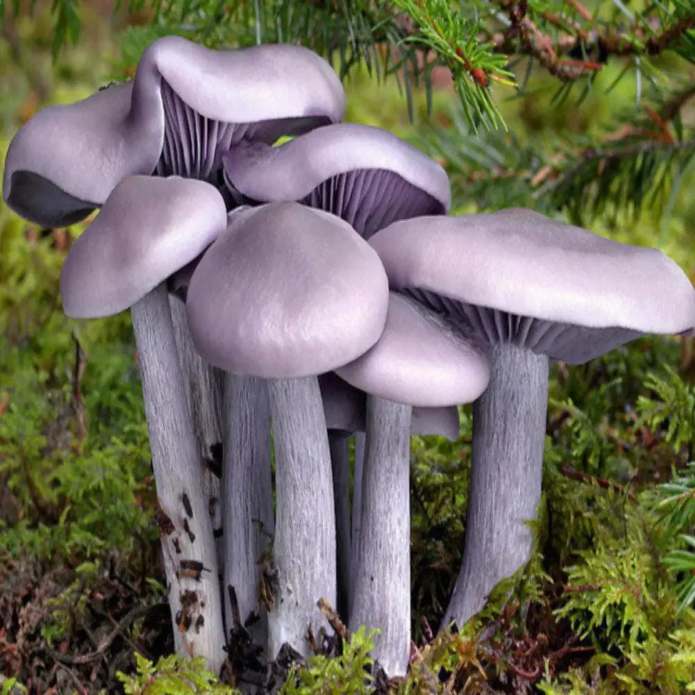 Wood Blewit Mushroom.  Mycotopia