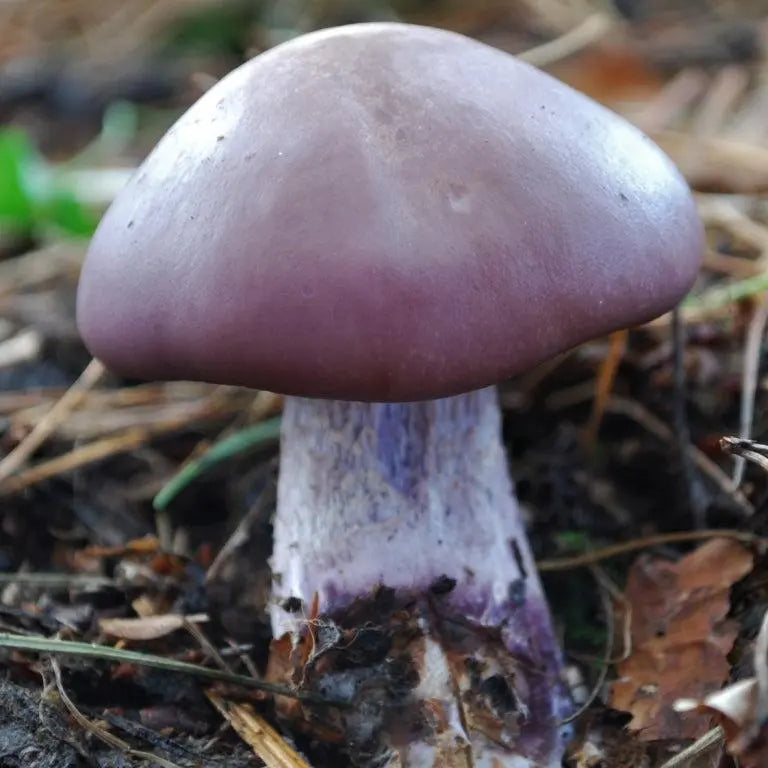 Wood Blewit Mushroom.  Mycotopia