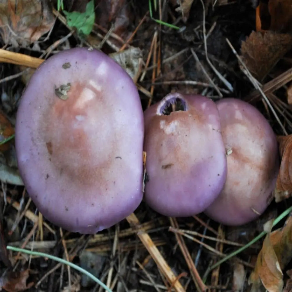 Wood Blewit Mushroom.  Mycotopia