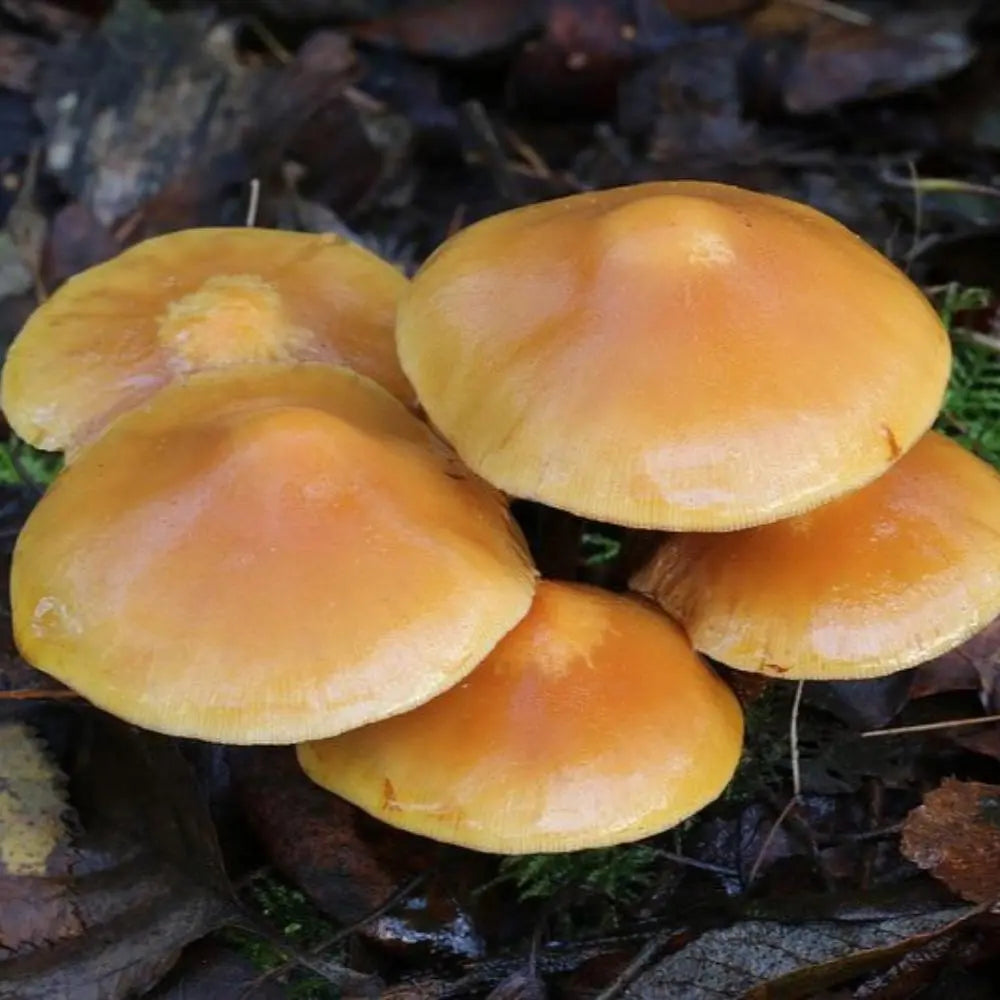 Wood Tuft Mushroom.  Mycotopia