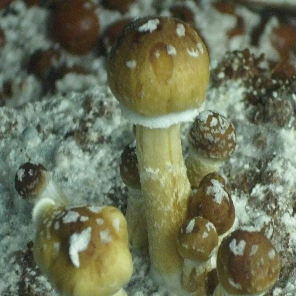 x7x Mushroom  Mycotopia