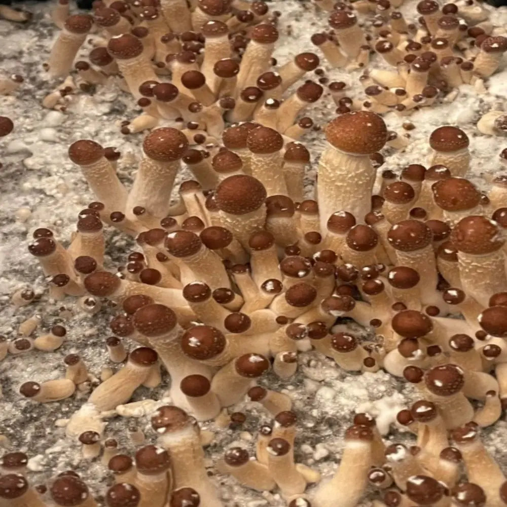 x7x Mushroom  Mycotopia