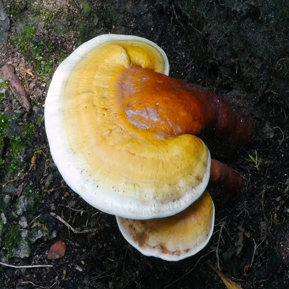 Yellow Reishi Mushroom  Mycotopia