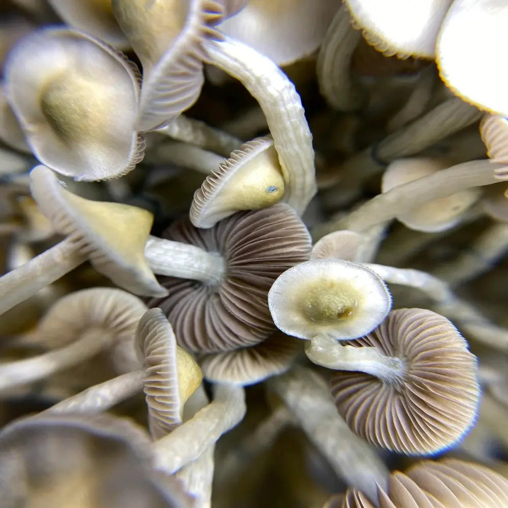 Yellow Umbo Mushroom.  Mycotopia